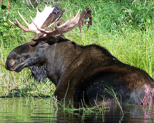 Fly-In Big Game Moose Hunt