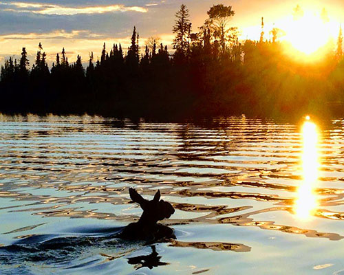 Moose Swimming at Sunset