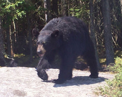 Black Bear Coming from Woods